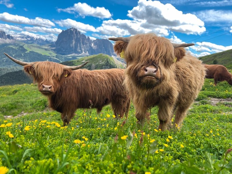 Highland Cow